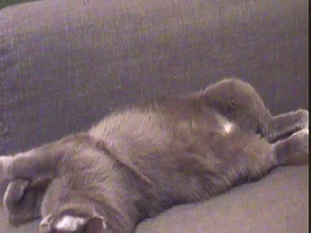 Live sex webcam photo for ZisBack_ #274331788