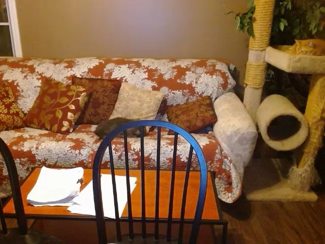 Live sex webcam photo for ireallysquirt #273773321