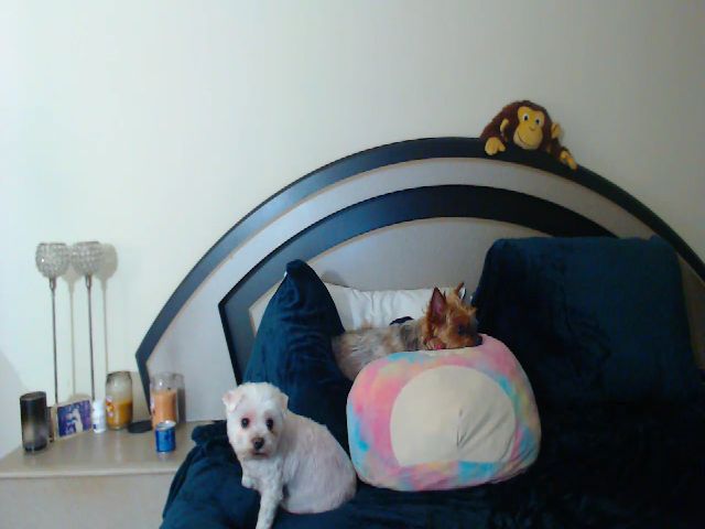 Live sex webcam photo for lyllla #271861645