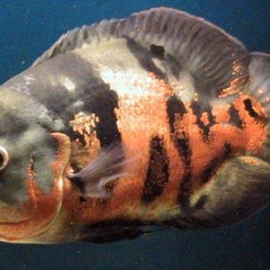 Live sex webcam photo for smmercamp #278219800