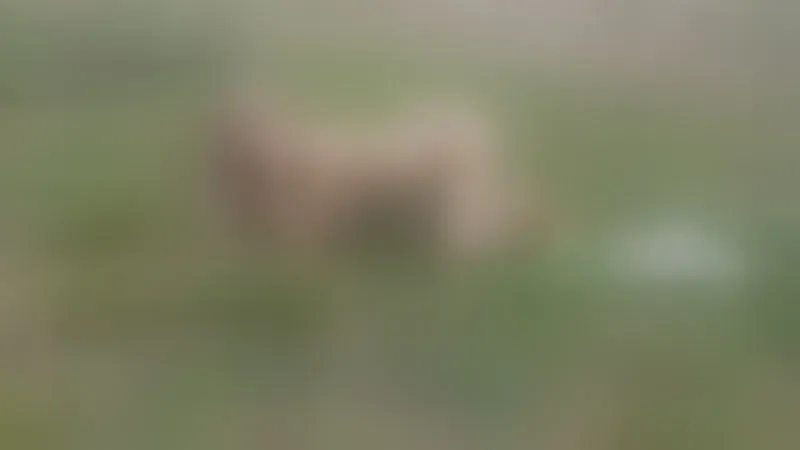 Live sex webcam photo for IsabellaJenner #8400889