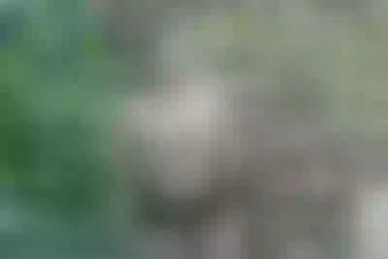 Live sex webcam photo for ParisPeach #4051842