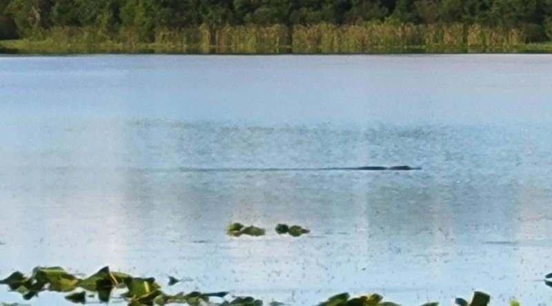 Live sex webcam photo for SummerStunner #3462143