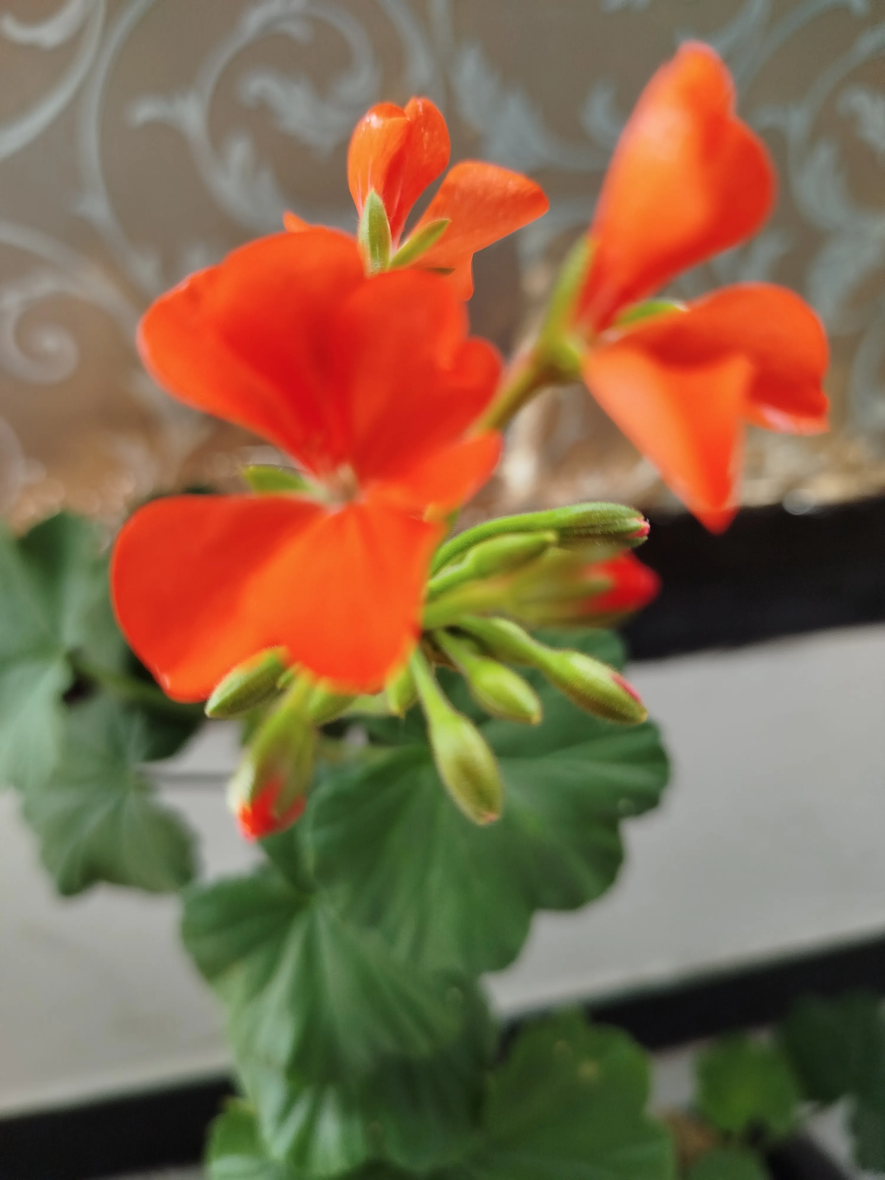 Live sex webcam photo for EmyCrahann #7884837