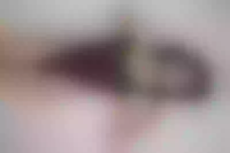 Live sex webcam photo for BellaStylez #3894999