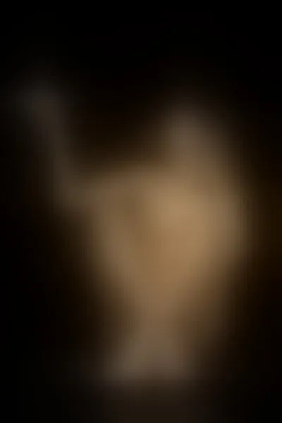 Live sex webcam photo for NaomiWinters #4238131