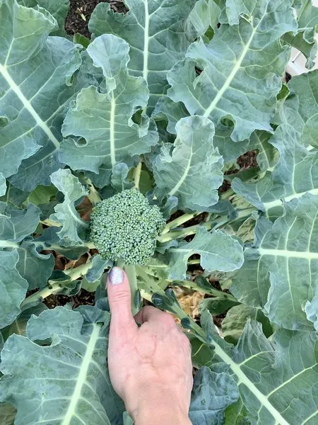 Live sex webcam photo for LovageX #3046723