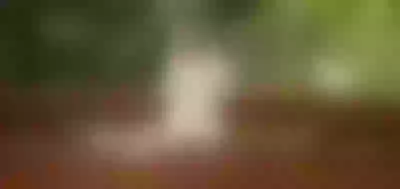Live sex webcam photo for FairySexyS2 #2856118