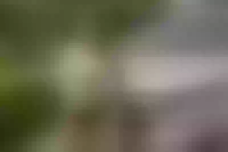 Live sex webcam photo for KandiKoors #2306970