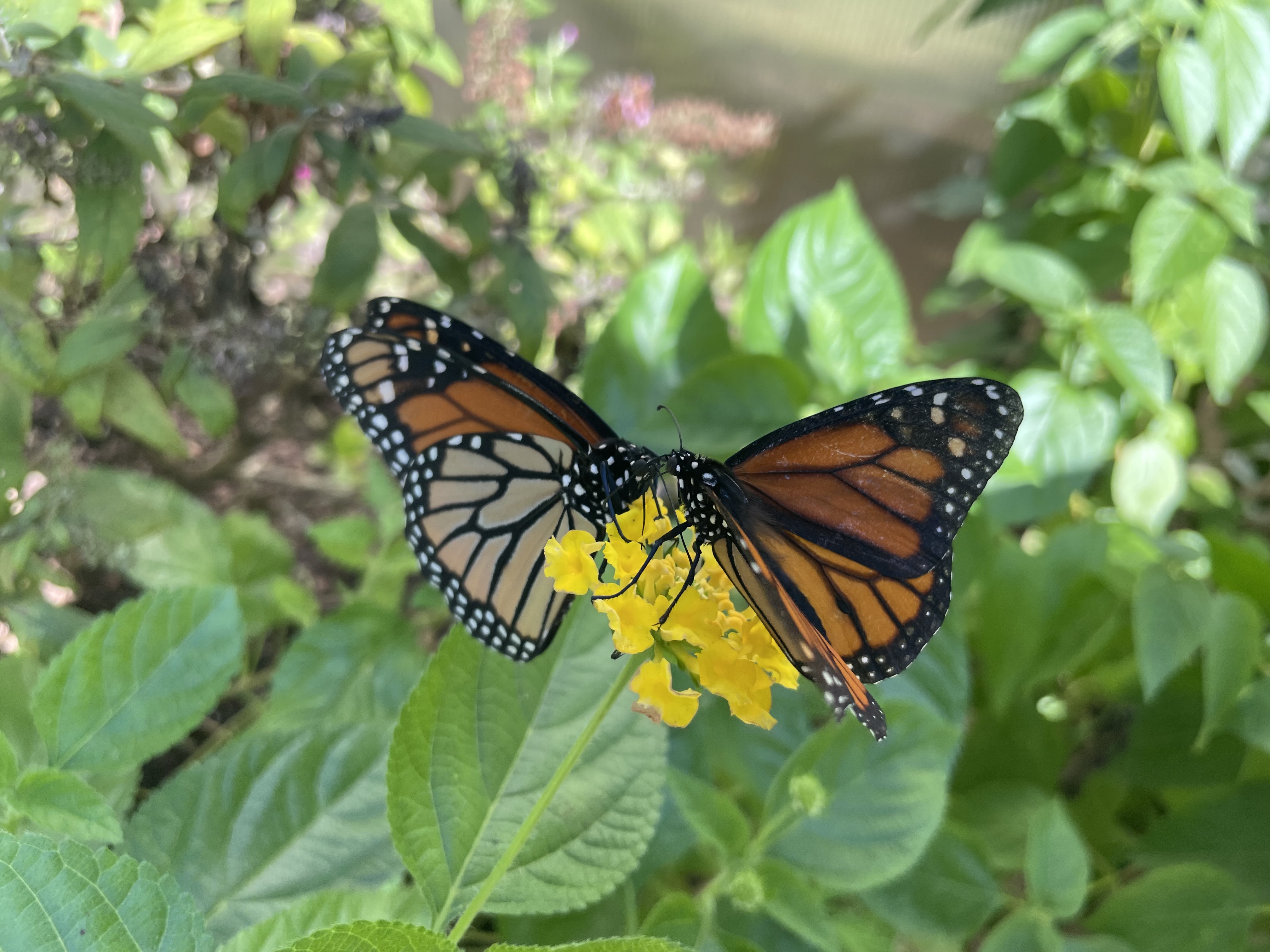 Live sex webcam photo for KensleeFaye #8015379