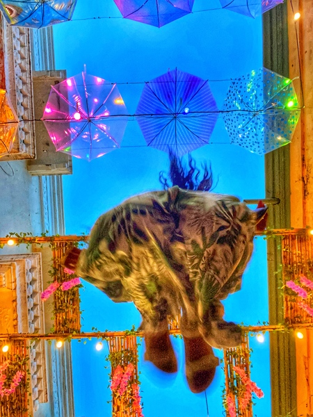 Live sex webcam photo for CanbelRosy #2899103