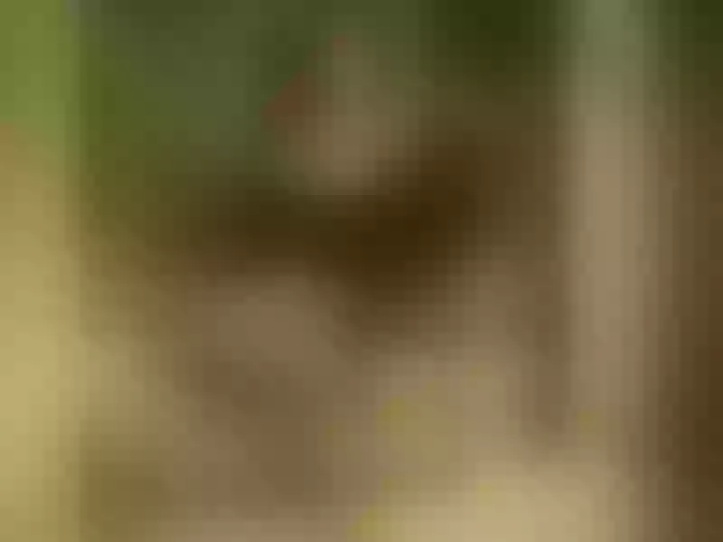 Live sex webcam photo for AvaReeves #7279952