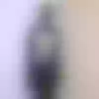 Live sex webcam photo for Ebony-Darling #277769499