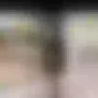 Live sex webcam photo for EbonyDivaa #277542622