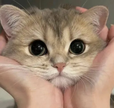 Live sex webcam photo for HelloLexy #275519461