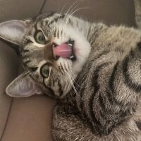 Live sex webcam photo for Kikitronikaa #277228593