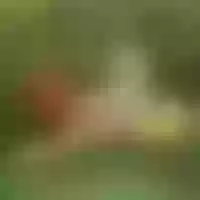 Live sex webcam photo for Meghan29x #277848025