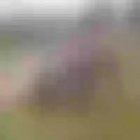 Live sex webcam photo for MolliSwit #277630811
