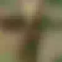 Live sex webcam photo for Perfume_